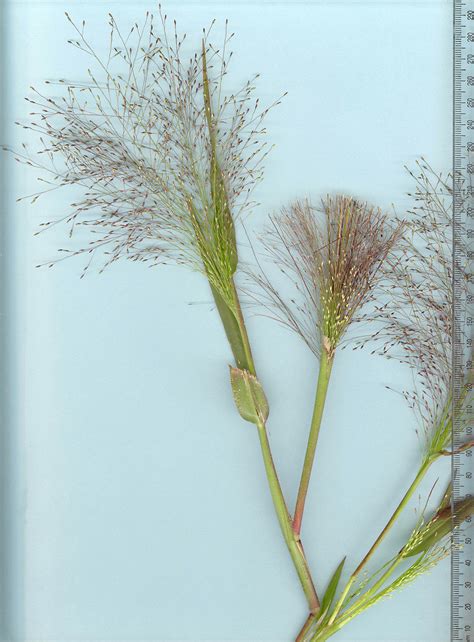 Mysterious witchcraft grass seed